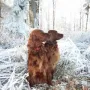 Visa und Vreny dürfen auch weiterhin zusammen wohnen und zwar bei Christa Gebhart in Kaltental/ Allgäu