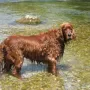 Carlo bei der Hitze 2015 im Wasser