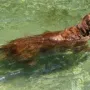 Carlo wird zum Rettungsschwimmer