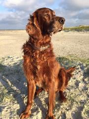Cesar 11 Jahre alt