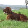 Cesar hält nun Katharina Häusler und Martin Haustein in Eppstein/ Taunus auf Trab.