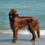 Cesar im Urlaub 2010