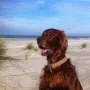 Cesar im Urlaub Sommer 2014