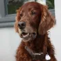 Cesar an seinem 9. Geburtstag