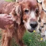 Cammy 15 Jahre