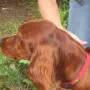 Cilly bereichert den Alltag von  Karin und Klaus Pfaffinger in Neubeuern.