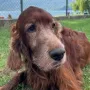 Caoimhe ging mit 15,5 Jahren über die Regenbogenbrücke
