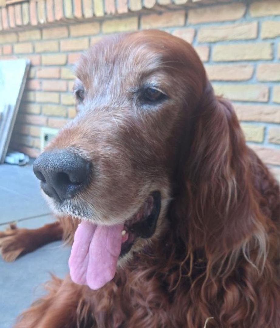 Darius 15 Jahre