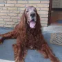 Darius 15 Jahre