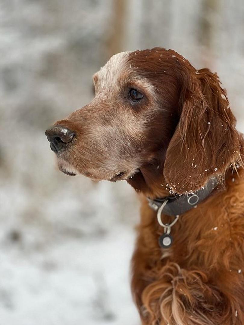 Deputy Daniel, bald 13 Jahre