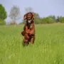 Er flitzt über das Feld...