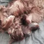 Deputy Daniel mal in Ruheposition