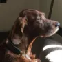 Deputy Daniel, nun mit 8 Jahren fit und an Allem interessiert.