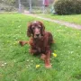 Deputy Daniel, kurz vor seinem 10. Geburtstag