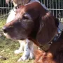 Deputy Daniel 10 Jahre