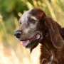 Deputy Daniel fit mit 11 1/2 Jahren