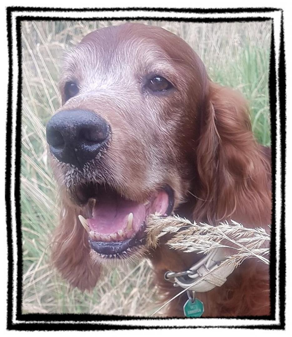 Duke ist mit gut 14 Jahren eingeschlafen