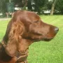 Wir hatten Besuch von Duke.
