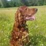 Duke 10 Jahre alt