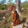 Duke mit 10 Jahren fit und ein Genießer