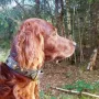 Duke 10 1/2 Jahre