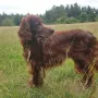 Duke 11 Jahre alt