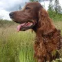 Duke 12 Jahre alt