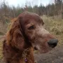 Duke 12,5 Jahre
