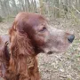 Duke bald 13 Jahre