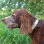 Duke 13 Jahre 