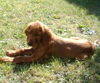 Darcy ist zu Geli 71277 Rutersheim bei Stuttgart gezogen