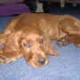 Darcy ist zu Geli in 71277 Rutersheim bei Stuttgart gezogen