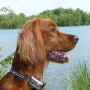 Diva im Sommer 2009