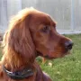 Diva zum Jahreswechsel 2009/2010