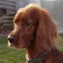 Diva im Dezember 2009
