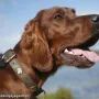 Donerl - Fotoshooting für Partner Hund - Herbst 08