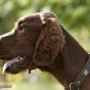Donerl - Fotoshooting für Partner Hund - Herbst 08