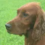 Einfach ein Traum, den dänischen Champion haben wir beantragt!