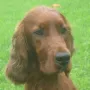 Mein Frauchen liebt so ein Foto.