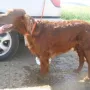 Unser Donerl, schwanger zum N-Wurf und startet zur Einzelsuche am 30.04.2012!
