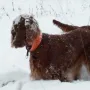 Donerl im Massenschnee 2014