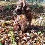 Donerl im Herbst 2017