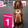 Donerl, Dt. Veteranen Champion (VDH) 
