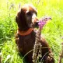 Donerl ist auch warm im heissen Sommer 2018