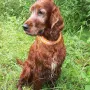 Donerl unsere fitte Lady mit gut 12 Jahren