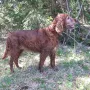 Donerl bald 13 Jahre
