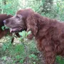 Donerl bald 13 Jahre