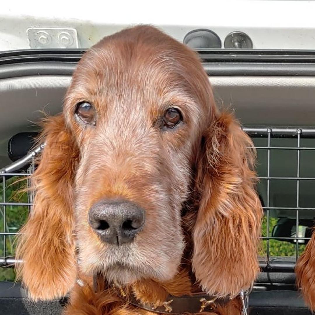Einstein gut 13 Jahre