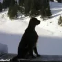 Branka, die Empfangsdame auf der Anklalm