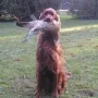 Winny 2005 in Ungarn